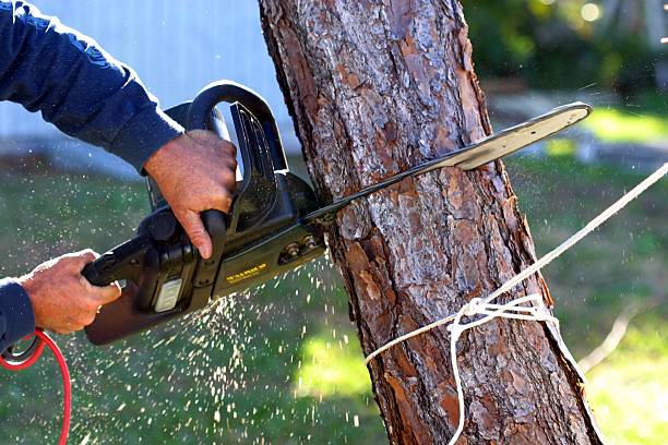 Best Tree Trimming and Pruning  in Fair Plain, MI